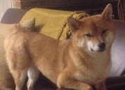 开云体育官网-阿拉巴爆发与土耳其战术压制，芬兰如何应对双重挑战