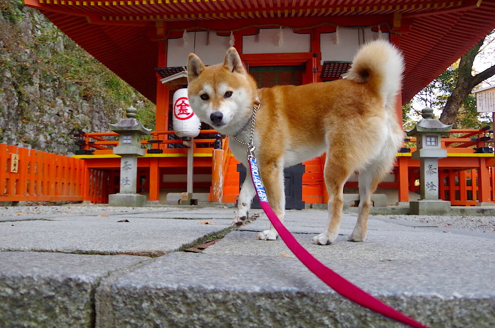 2026世界杯焦点战启示录,从森林狼单节狂胜深圳队看竞技体育的势能法则