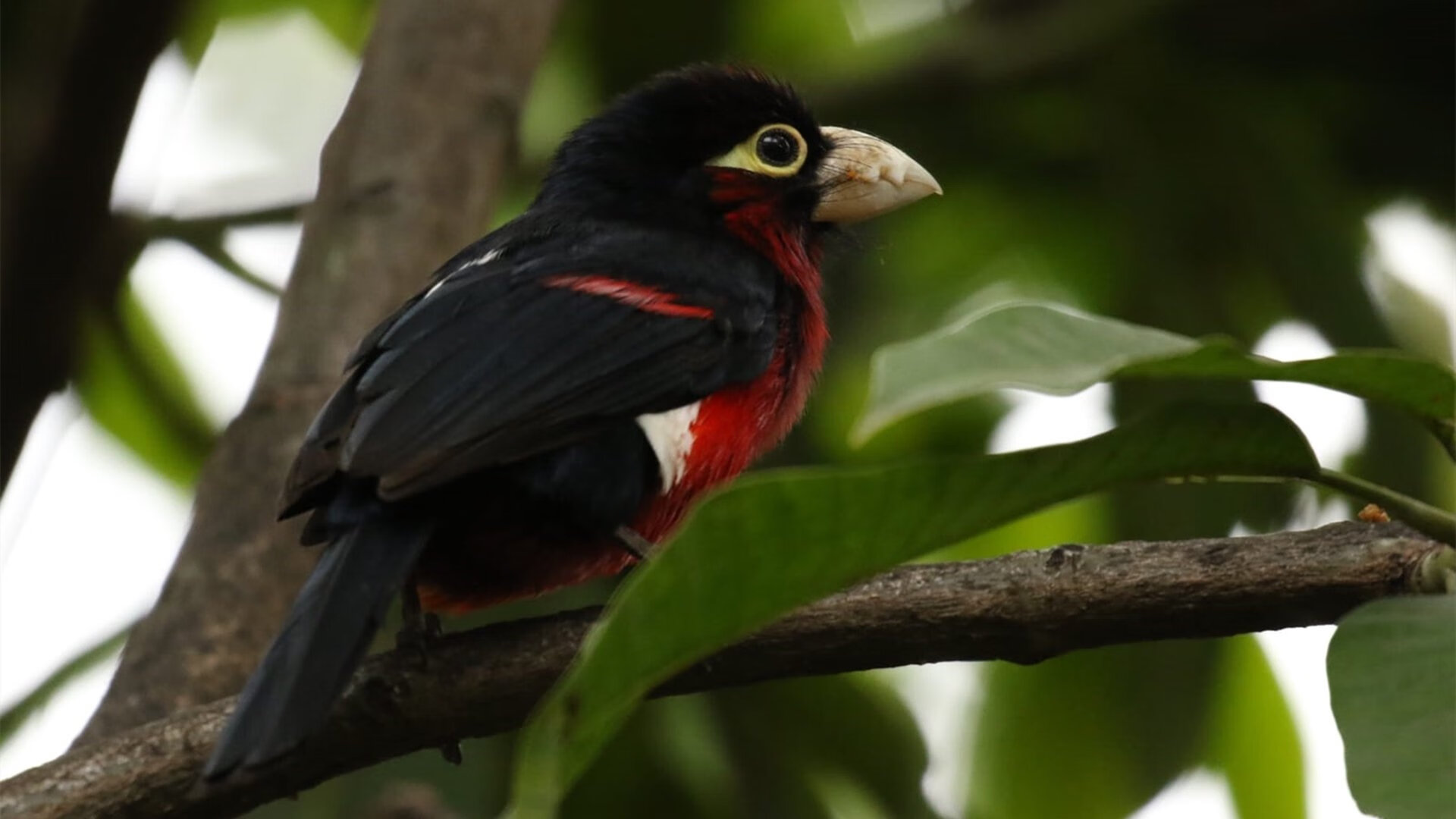 东契奇关键回合不手软，掘金巅峰对决尽显奇才本色