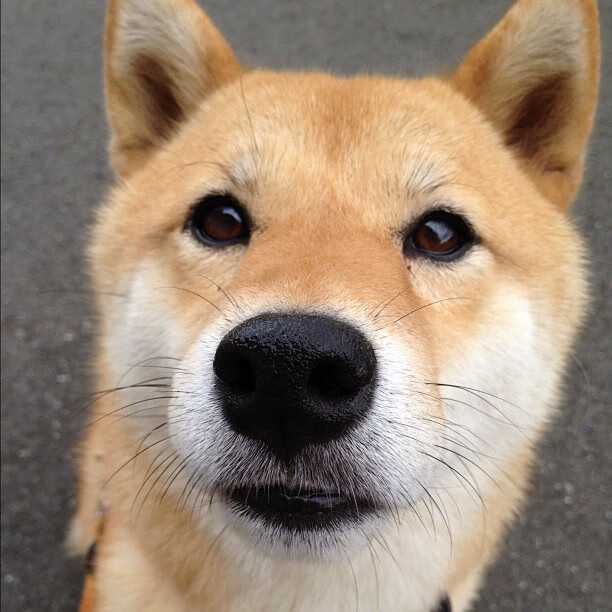 布克决胜时刻，深圳队对阵辽宁队的胜负手之战