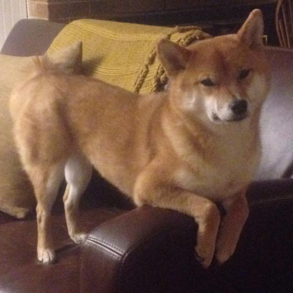 阿拉巴爆发与土耳其战术压制,芬兰如何应对双重挑战